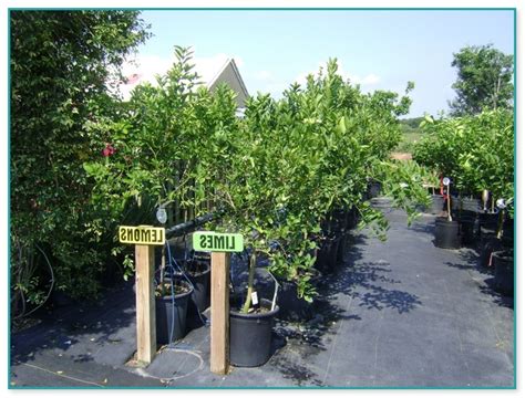 Mature Fruit Trees For Sale | Home Improvement