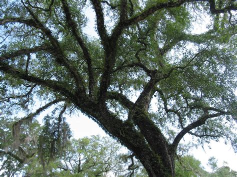 Florida oak tree  Tree, Oak tree, Outdoor