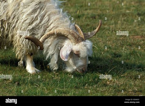 Angora Goat Breed Producing Mohair Wool Billy Goat Stock Photo Alamy