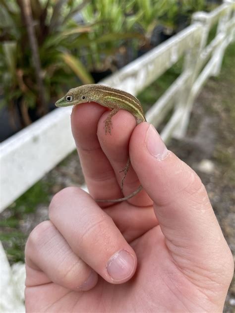 Hispaniolan Green Anole From Parkland Fl Usa On March 07 2022 At 03