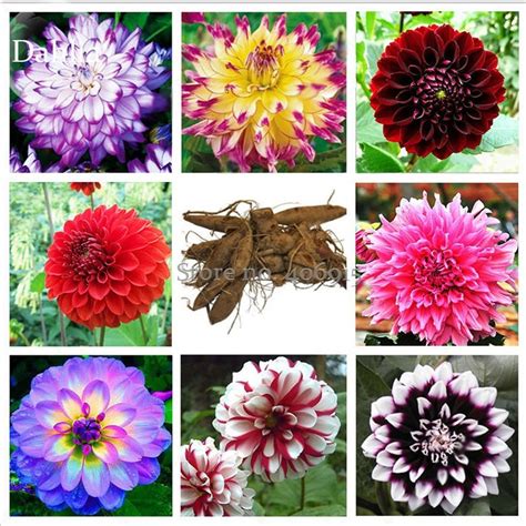 50 Seed Mixed 8 Types Of Dahlia Perennial Flowers