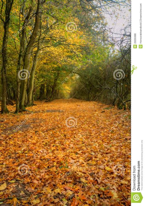 Beautiful Autumn Fall Path Through Forest Royalty Free