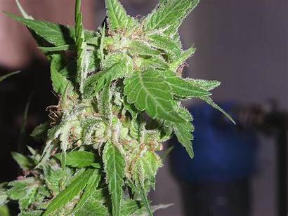 Poison Durban Seeds Cannabis Growing Marijuana Harvest