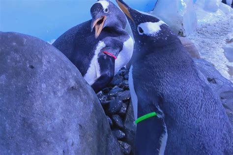 Same Sex Penguin Partnerships Formed At London Aquarium During Mating Season