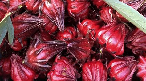 Many flowers that are technically edible can be far from palatable. Hibiscus: A Tasty Addition to Your Edible Landscape or ...