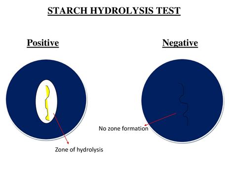 Journal of chemical education 2021, article asap. Starch hydrolysis test: objectives, introduction ...