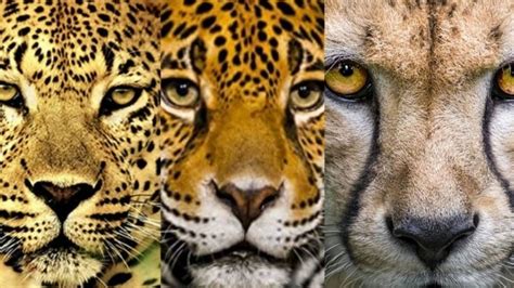 ¿cómo Diferenciar A Felinos De México Como El Jaguar Y Leopardo Con Un