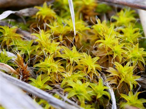 Non Vascular Plants Bryophytes Hepatophytes Etc Northwest Naturalist