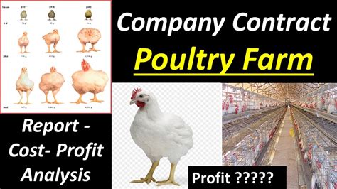 chicken farm contract poultry farming poultry farm shuru kaise kare youtube