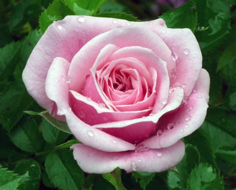 She was revealed as the fourth and final member of blackpink on june 22, 2016. The Perfect Rose | Gardeners Tips