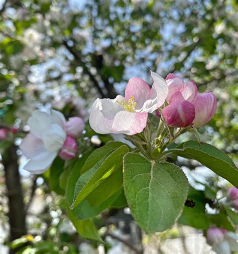 Download in under 30 seconds. Crab Apple Blossom Flower Essence ~ Self Love | Warrior ...