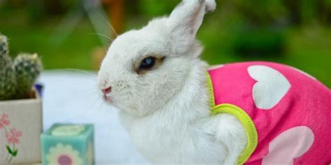Cutest Pet Rabbits Which Are The Cutest Bunny Breeds In The World