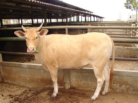 Gambar kartun lucu kambing kurban terbaru top gambar via 1001topgambar.blogspot.com. 6 Checklist Penting Saat Membeli Sapi Kurban - Satwapedia