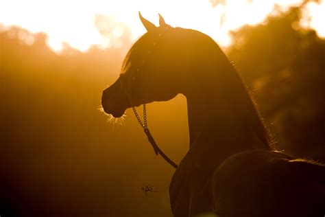 Silhouette Beautiful Arabian Horses Arabian Horse Horse Breeds