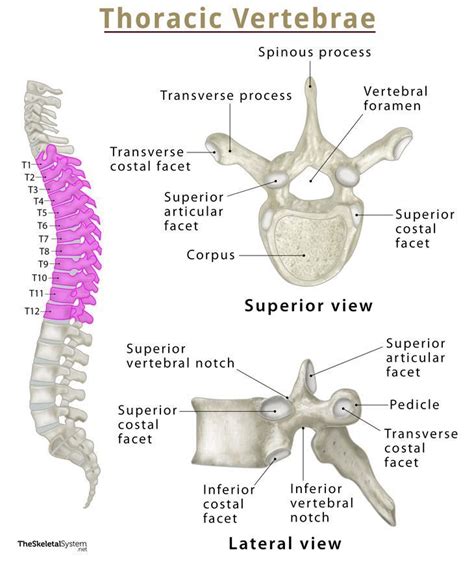 Thoracic Vertebrae Thoracic Spine Anatomy Labeled Diagram Chegos Pl Hot Sex Picture