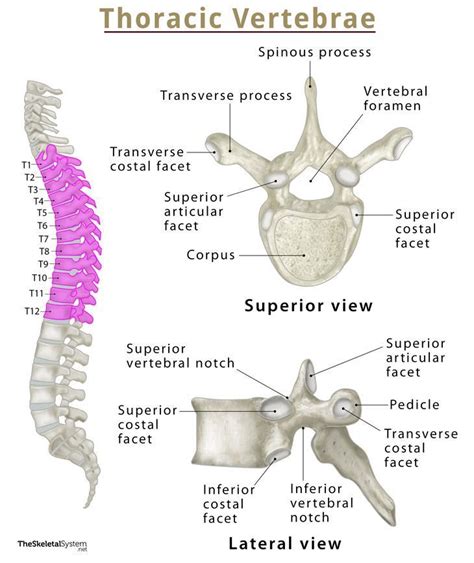 Thoracic Vertebrae Thoracic Spine Anatomy And Labeled Diagram