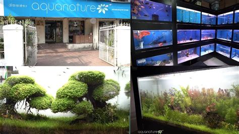 The aquariums for pet stores can be a saltwater aquarium or freshwater aquarium and are engineered precisely how you configure your now that your pet store has decided on the size, style, and stand of your pet store aquarium, then you can choose from the pet store fish tank accessories. AquaNature Aquarium & Pet Store Mumbai - YouTube