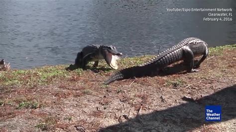 Alligator Fight In Clearwater Florida The Weather Channel