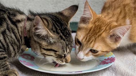 Cats enjoy eating a variety of foods that offer everything from protein to carbohydrate. Can Cats Eat Cheese? Here Are The Foods You Shouldn't Feed ...