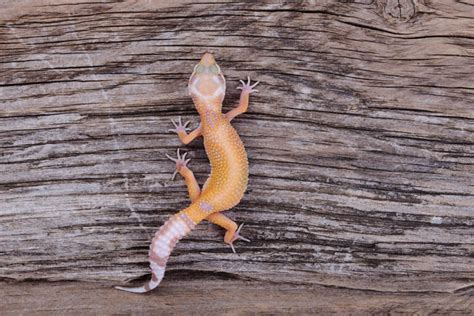 Do Leopard Geckos Climb