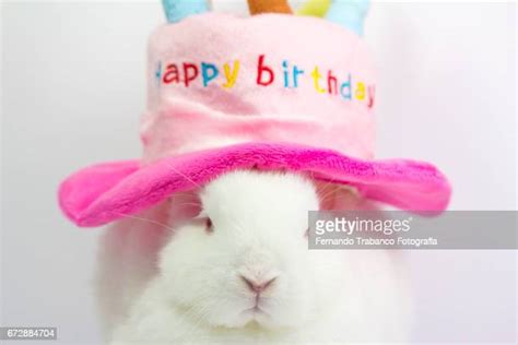 Happy Birthday Rabbit Photos And Premium High Res Pictures Getty Images