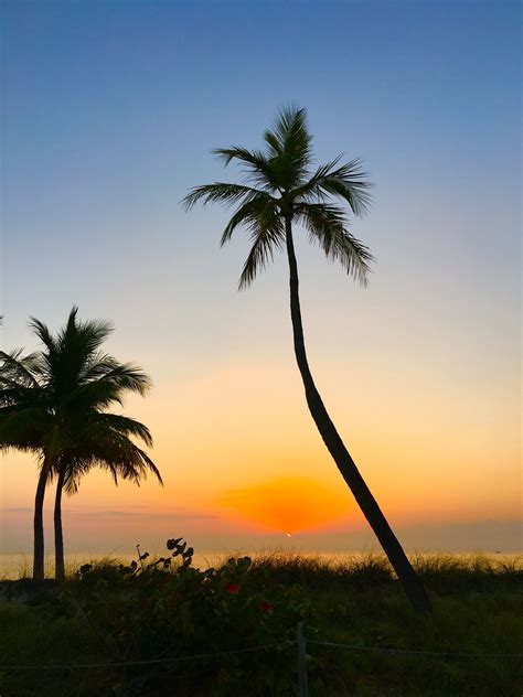 Beach Sunrise Palm Trees Celestial Outdoor Saints Santo Domingo