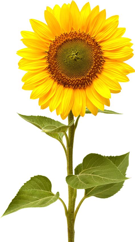 The largest free transparent png images clipart catalog for design and web design in best resolution and quality. Sunflower PNG