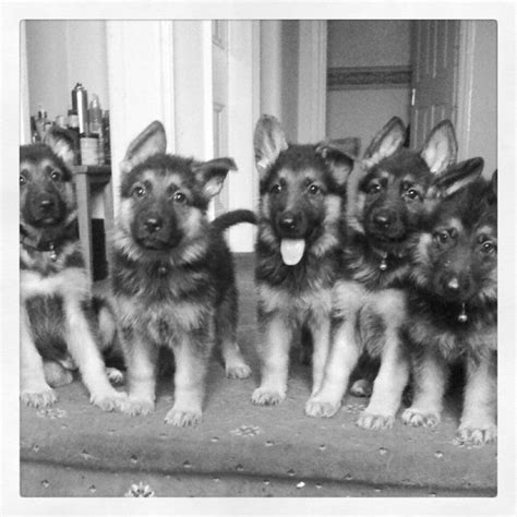 If Only They Were This Small Now Black German Shepherd Dog German