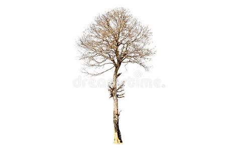 Dry Tree Isolated Stock Image Image Of Stem Ecology 86368263