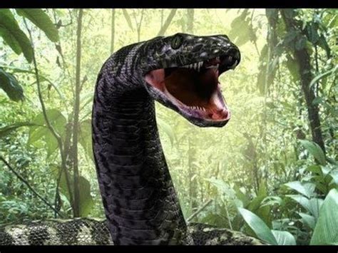 Lelaki yang berprofesi sebagai petani ini tewas ditelan ular piton saat tengah memanen sawit. Ular Raksasa Terbesar Di Dunia - Ular Raksasa Di Sungai ...