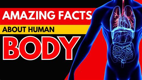 Amazing Human Body Facts 🌟 Exploring The Human Body 15 Mind Blowing