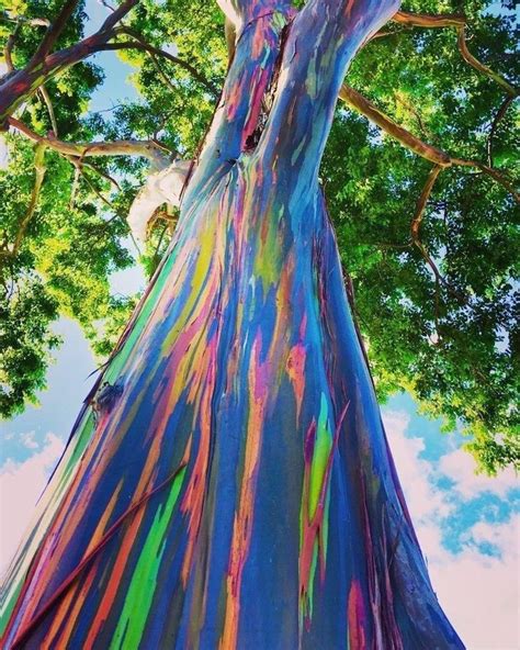 Eucalypt plantations produced less litter than some deciduous forests. Pin by Minako on Just awesome stuff | Rainbow eucalyptus ...