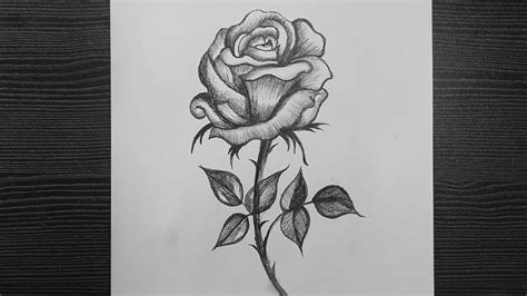 Rose Pencil Drawing How To Draw Beautiful Rose Realistic Rose