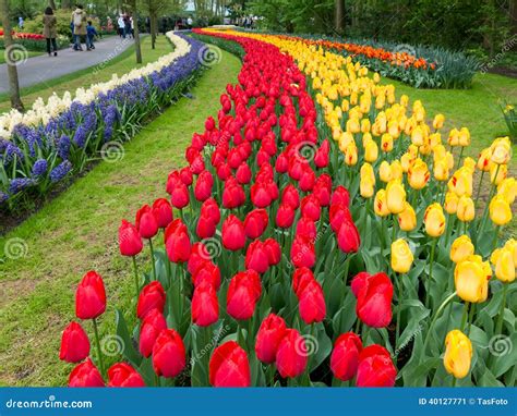 Tulipanes En Los Jardines De Keukenhof En Holanda Foto Editorial