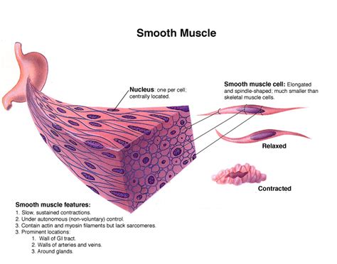 1 Smooth Introduction To The Muscular System By Human Physiology