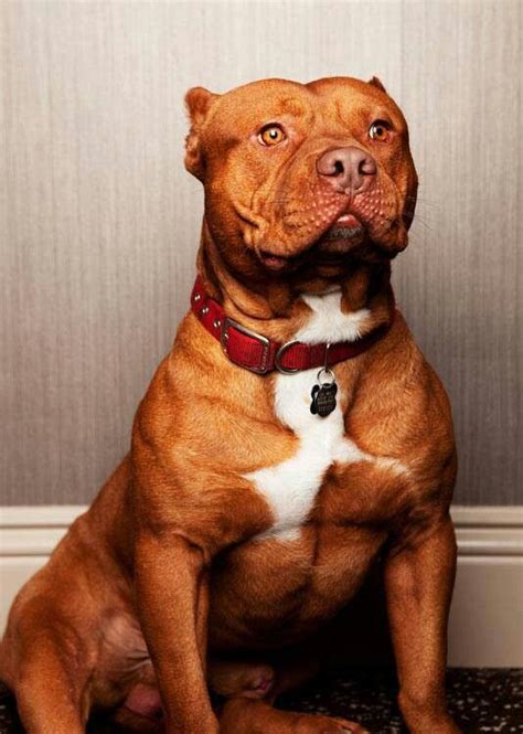 Blue Nose Pitbull 15 Interesting Facts About This Dog Pitbulls