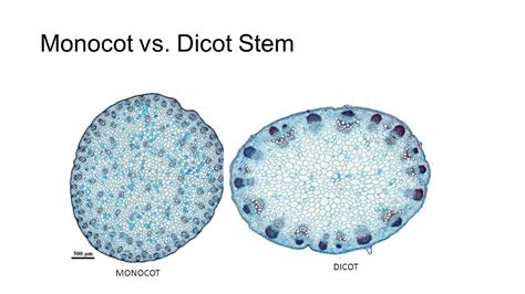 The stem is typically circular with small depressions since lateral branches are present. Monocot Vs Dicot Stem Cross Section - slidedocnow