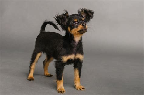 Premium Photo Cute Puppy Of Russian Toy Terrier On A Gray Background