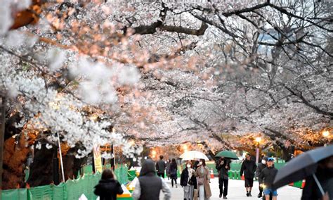 Cherry Blossom Cherry Blossom Season In Kawazu Japan Has Arrived Take