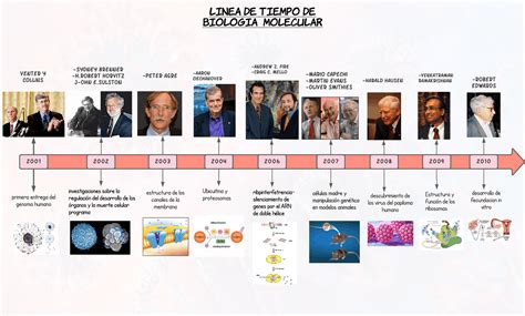 Linea Del Tiempo De La Biologia Kulturaupice Hot Sex Picture