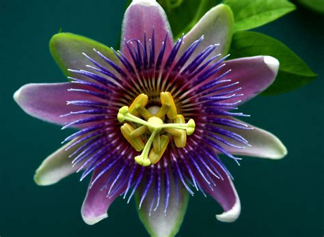 All You Should Know About The Passion Flower And The Passion Fruit Miratico
