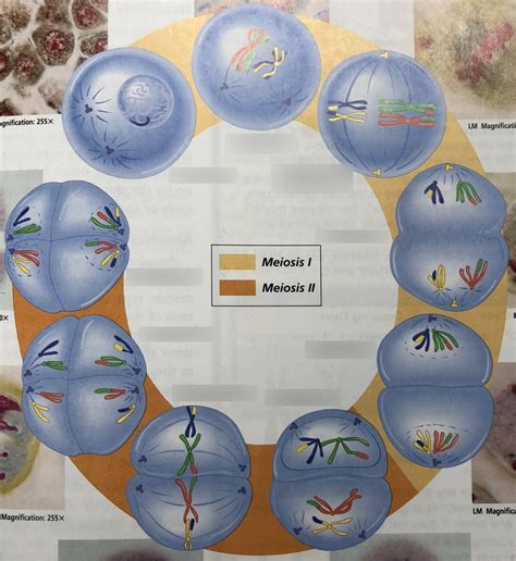 Biology Cellular Reproduction Diagram Quizlet