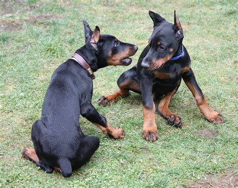 European Doberman Puppies for Sale - European Dobermans