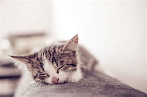 Why Do Cats Sleep So Much Catnap Science Catipilla