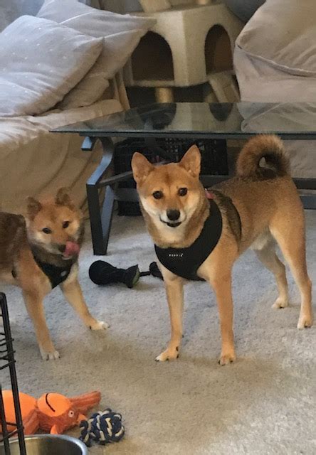 Scsir Is Now Hosted By Team Toasty Southern California Shiba Inu