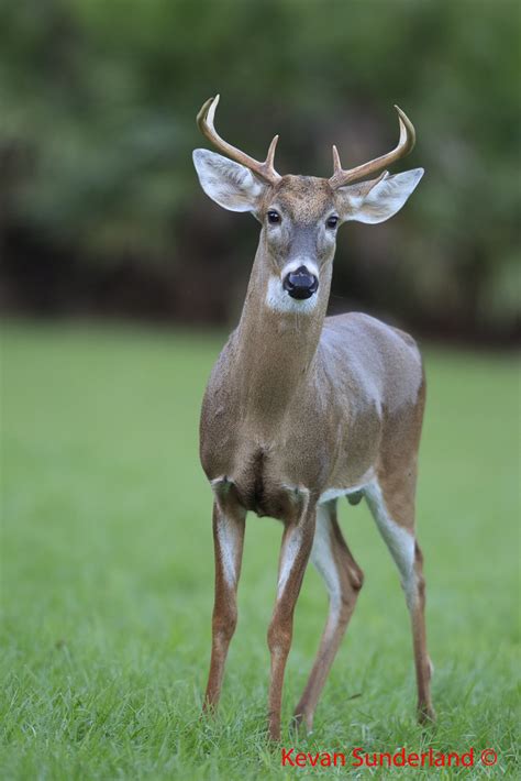 Large Unhappy Florida White Tailed Deer During Rut Flickr