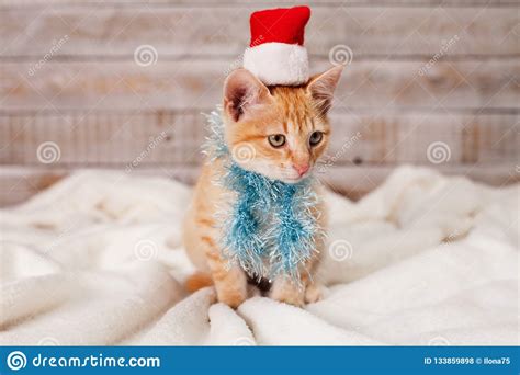 Ginger Kitten Readi For Christmas Wearing A Fluffy Scarf