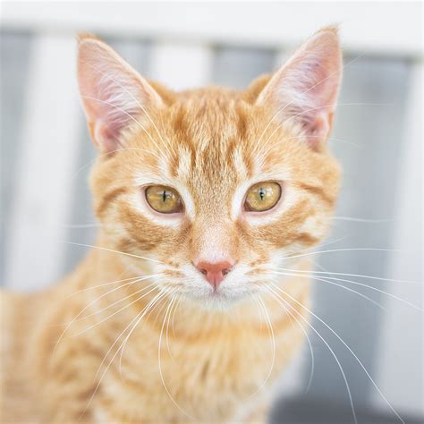 Ginger 89863 Male Domestic Short Hair Cat In Vic Petrescue