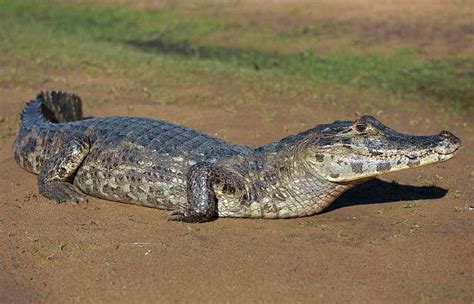 Animais Extintos No Pantanal
