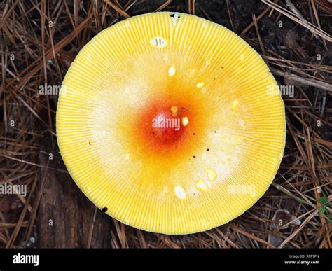 Fungi Fungus Mushroom Orange Hi Res Stock Photography And Images Alamy